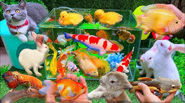 Bắt  Con Nhái, Con Cá Vàng, Cá Trê Bự, Cá Lau Kiếng, Con Thỏ Hà Lan, Cá Ranchu, Cá Chép Koi, Con Ếch