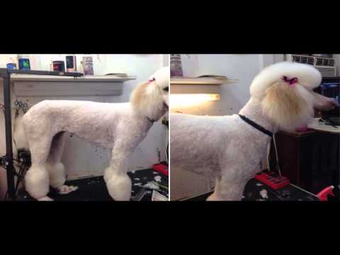 Debbie&rsquo;s Dog Grooming - YouTube