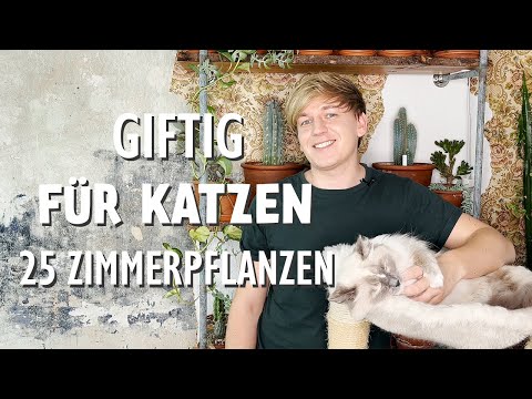 Video: Ist Ficus Elastica für Katzen giftig?