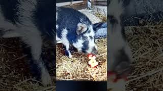 ossabaw island hog