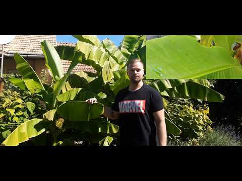 Videó: Ensete Ventricosum termesztése – Ismerje meg a hamis banánnövényeket