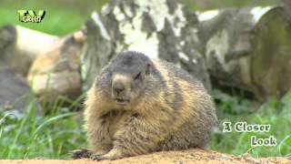 Alpenmarmot - Marmota marmota - Alpine Marmot  -  Alpenmurmeltier