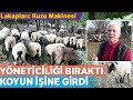 Yöneticiliği Bıraktı, Romanov Koyunu Yetiştirmeye Başladı