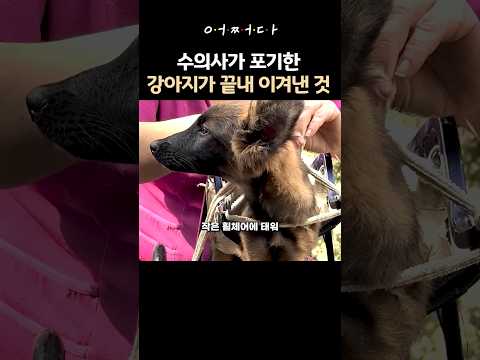 수의사가 포기한 강아지가 끝내 이겨낸 것