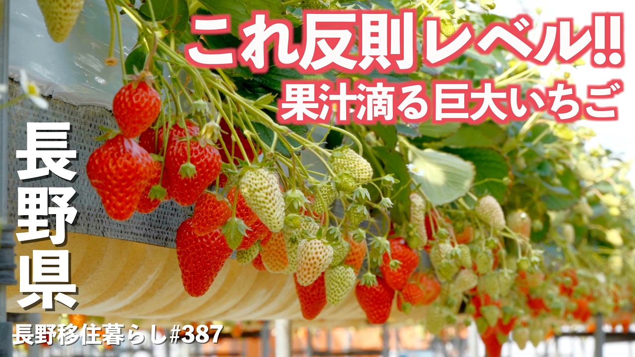 【長野移住】こんな安くて良いの!?ジュワ〜と果汁が溢れ出す最高のいちごに出会いました!!|みはらしいちご園|大町温泉郷|GEEKOM|ドライブ|田舎暮らし|長野県|4K