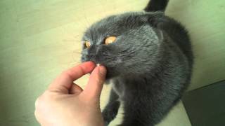 SUPER CUTE! Cat begging for food by MrGreyness 6,213 views 11 years ago 1 minute, 35 seconds