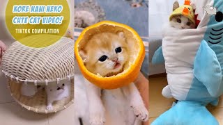 KORE NANI NEKO TIK TOK CAT VIDEO | CAT VIDEO COMPILATION | これ何これ何これ何これ何