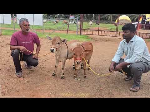 Nadipathy Cattle | 01-02 Feet Cows | Nadipathy Goshala #viral #cow #reels #bull #farming #animals