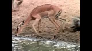 Last Feast of The Crocodiles Part 1 of 4 YouTube
