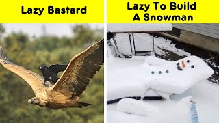Moments Of People Taking Laziness To Another Level