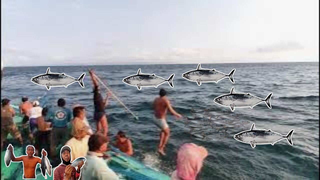 Proses penangkapan ikan tongkol sore hari menggunakan pukat payang ll Nelayan puger jember 