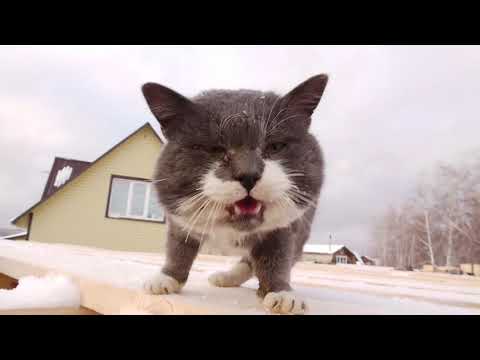 Видео: Строительный кот