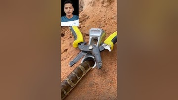 đặt bẫy rắn bằng cái kìm kẹp cả nhà ơi