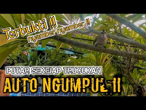 dijamin nyamber .... !! suara pikat trucukan ribut \u0026 suara pikat trucukan paling ampuh