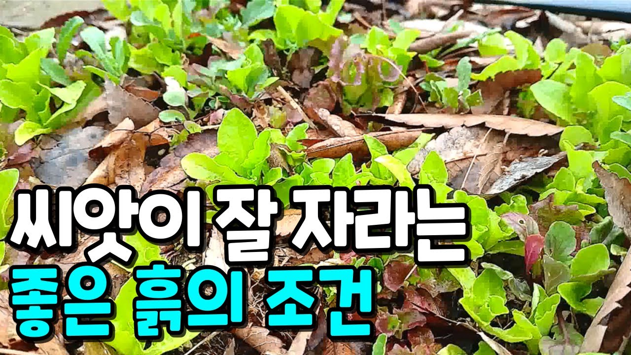 왕초보를 위한 파종 꿀팁, 씨앗이 잘 자라는 좋은 토양이란? 냉해 없이 직파하는 방법