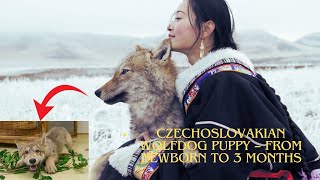 Czechoslovakian Wolfdog Puppy From Newborn To 3 Months