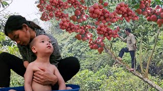 Single mother: Harvesting fruits in the forest and taking care of children | Ly Thi Duyen