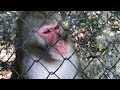Макака в лесу Тайгана! Macaque in Taigan Forest!