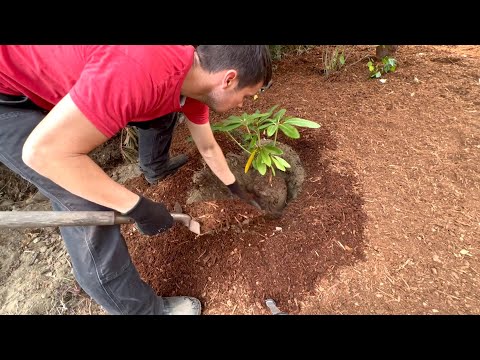 Video: Pacific Northwest Gardening: Mart Bahçeleri İçin Yapılacaklar Listesi