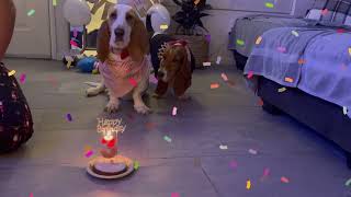 Basset hounds turn three! HAPPY BIRTHDAY MUSTA AND ARI! by Las Niñas Chaparras 26 views 1 year ago 12 minutes, 20 seconds