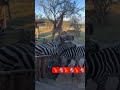 morning view 🪟 with wild animals..🦓🦁 #shortsfeed #youtubeshorts #zebra #tranding #travel #subscribe