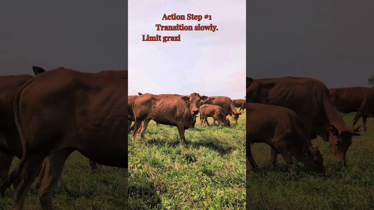 Ranch Tip of the Week: Early Green Grass Causing Scours? Here’s Why  