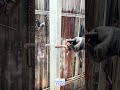 Reinforcing a steel structure with heavy duty rebar supports