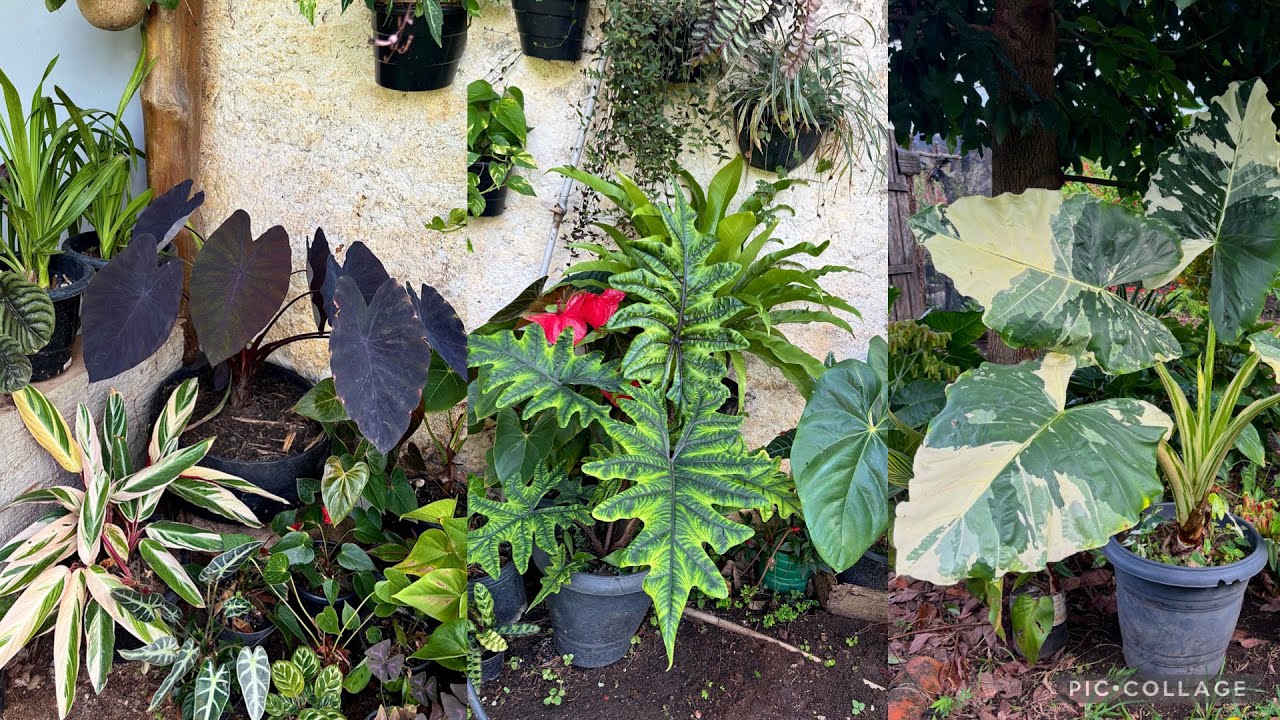 Meu Cantinho Verde: Plantas em Vasos com Folhagens Exuberantes 🌿🪴