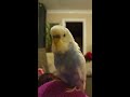 budgie singing Merry Xmas (Marley singing) #7