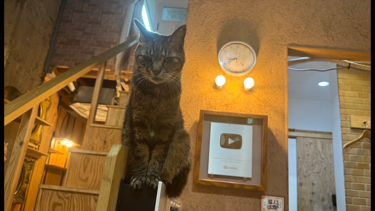Your Super Chat saves the lives of cats.   きじどんKijidon