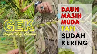 Download Lagu BERCAK DAUN KELAPA Penyebab dan Penanganannya MP3