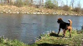 Airedale Terrier - Play In Water