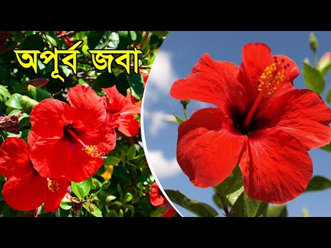 অপূর্ব জবা | Hibiscus Flower | Nature Beauty | প্রকৃতি কথা