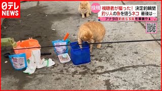 【決定的瞬間】釣った魚を狙うネコ！ 最後は…　北海道