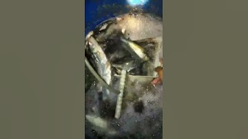 1 vợt thả cáp kéo côn kích cá điện tử siêu khỏe siêu hút cá nổi đẹp hiện đại nhất hiện nay #kichca