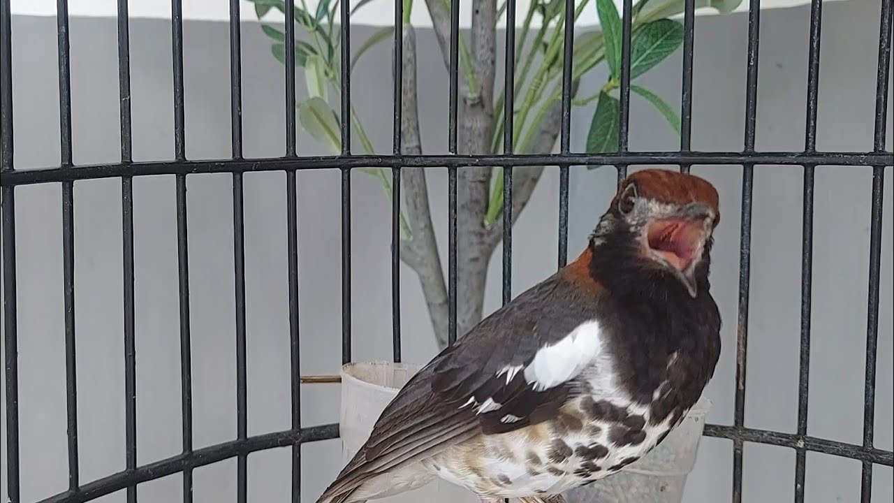 MAsteran dan pancingan Burung Anis Kembang Muda Hutan Bikin cepat Buka Paruh Eps 227