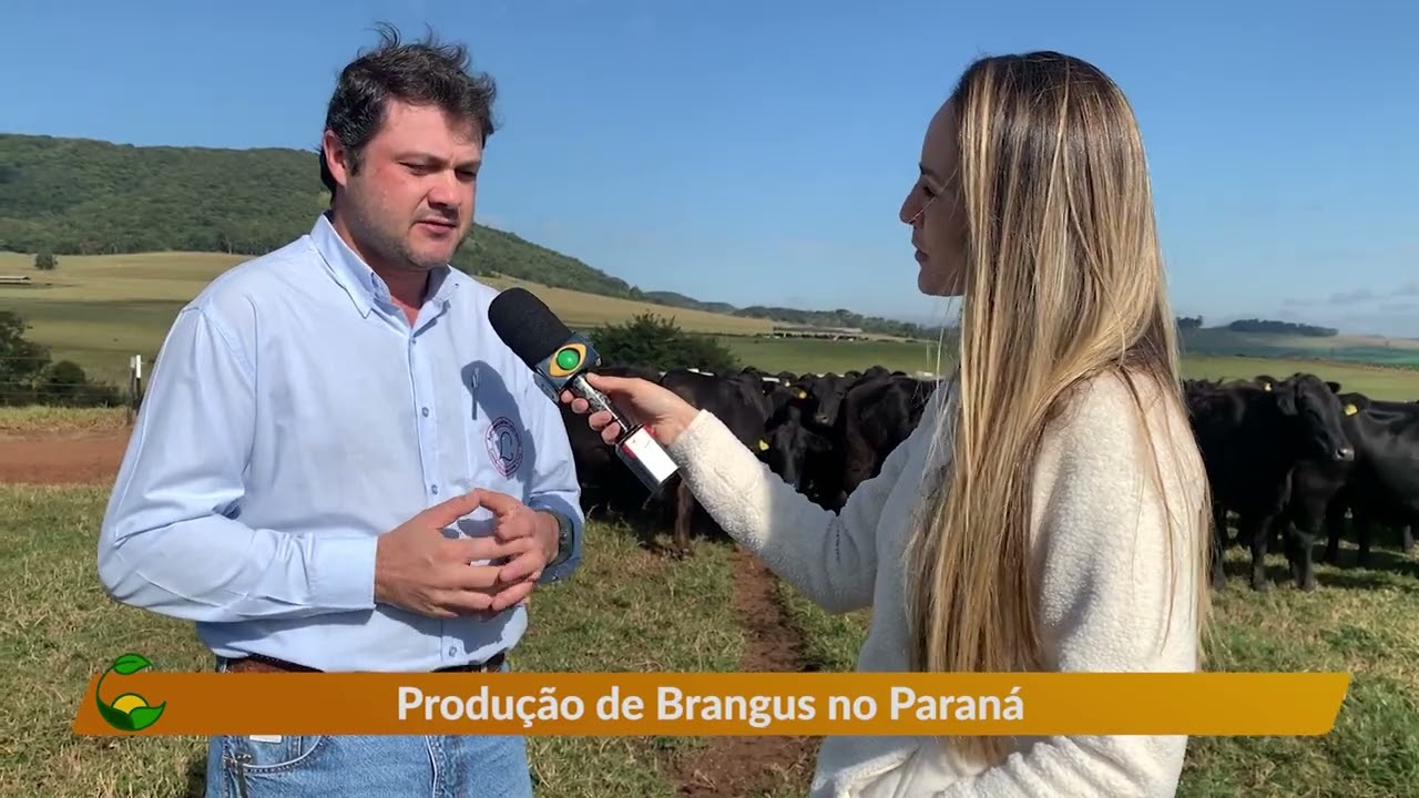 Conheça a raça Brangus