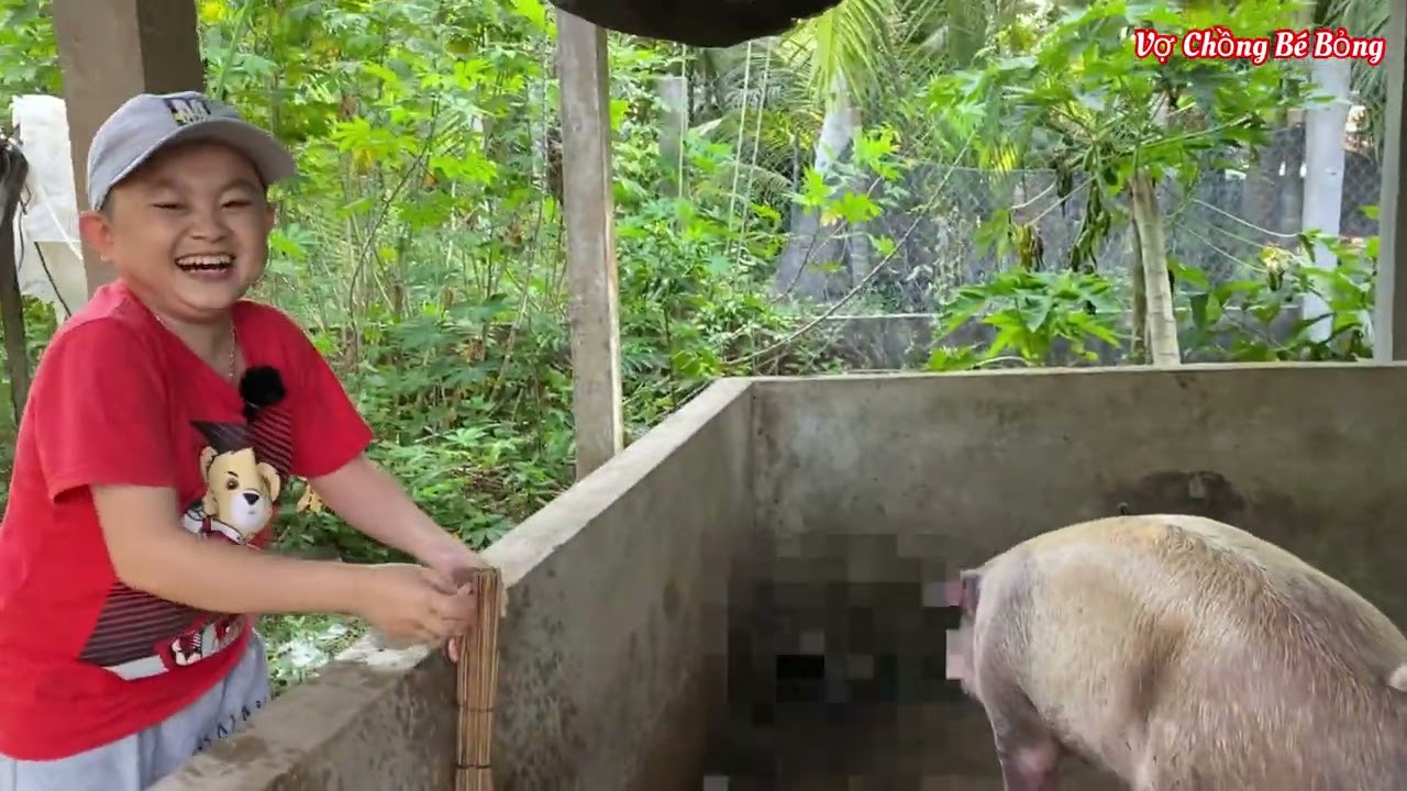Hải Về Miền Tây Trải Nghiệm Nuôi Heo Để Cưới Vợ Cho Em Út || Vợ Chồng Bé Bỏng