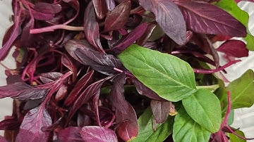 How to Grow Red Amaranth Microgreens: Simply Grow Tutorial