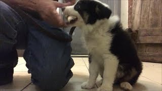 Start Bite Work with Puppy early. No food or treats dog training