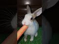 Cute Rabbit Eating Carrot Rabbit Cute Carrots Eating