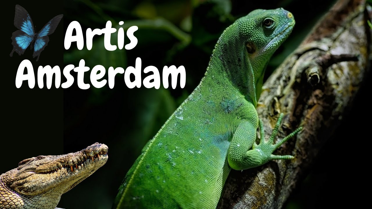 Dierentuin ARTIS Terrarium Tour / ARTIS Zoo Terrarium Tour 2023