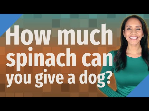 How much spinach can you give a dog?