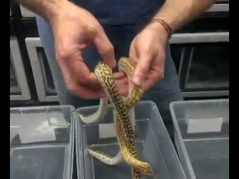 Hypo Hets - Burmese Pythons