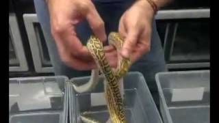 Hypo Hets - Burmese Pythons Net Worth