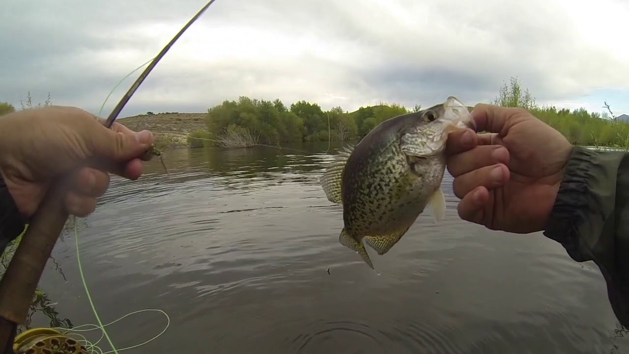 Ultralight fly fishing Crappie with 0 weight YouTube