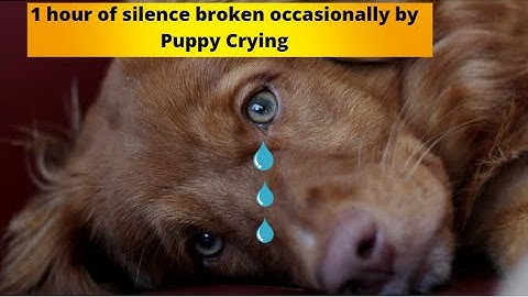 1 hour of silence broken occasionally by Puppy Crying