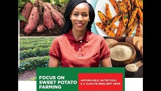 Focus on Sweet Potato Farming | Kilimo na Biashara