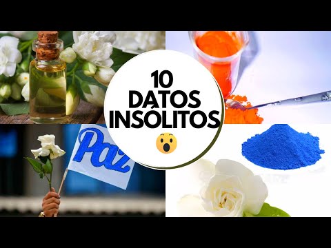 El misterio detrás del significado de las gardenias: desvela su simbolismo