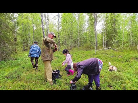 Видео: ЖИВЁМ В ГЛУХОЙ ТАЙГЕ И ЕДИМ ЧТО ПРИРОДА ДАЛА / ПОЕХАЛИ НА КАРАКАТЕ ВСЕЙ СЕМЬЁЙ ЗА ЯГОДАМИ.